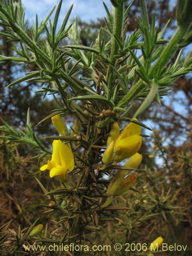 Фотография Ulex europaeus (Corena / Espinillo / Yáquil). Щелкните, чтобы увеличить вырез.